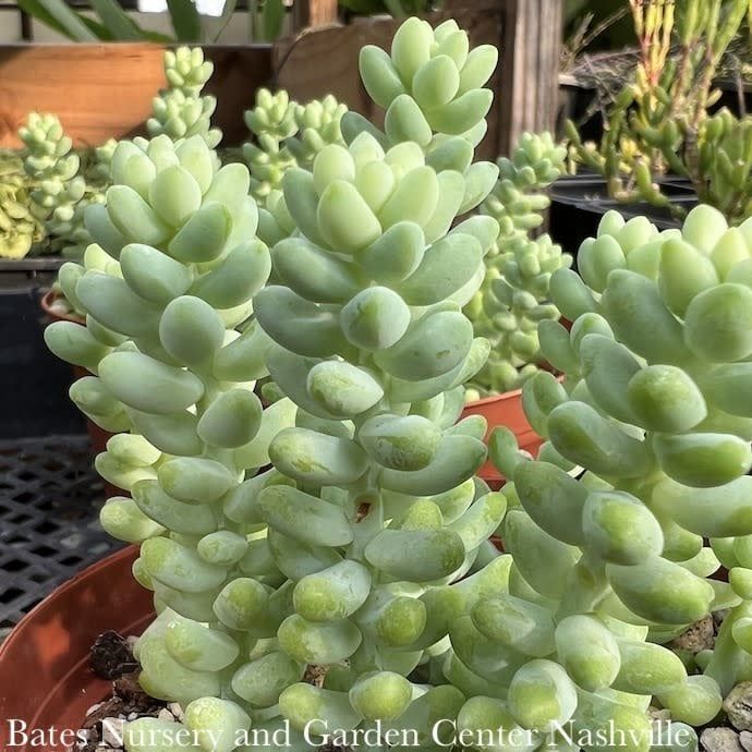 2.5p! Donkey Tail /Burro&#39;s Tail Succulent /Tropical