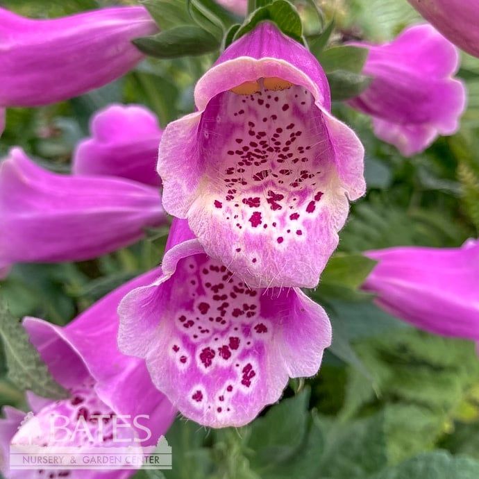 #1 Digitalis pur Dalmatian Mix/ Foxglove