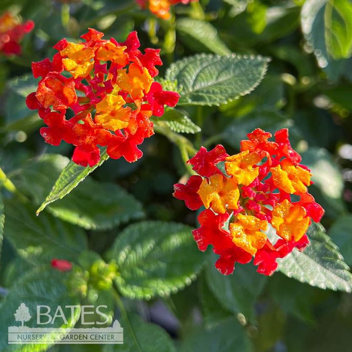 Tropical Topiary Patio Tree #3 Lantana Fiesta &#39;Picante&#39;/ Red, Yellow - No Warranty