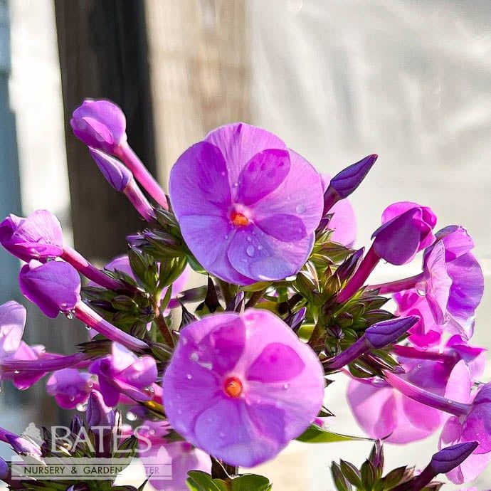 #1 Phlox x Fashionably Early Flamingo/ Lavender Upright