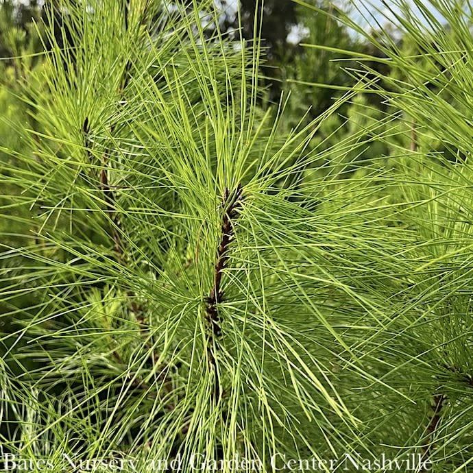 #3 Pinus taeda/ Loblolly Pine Native (TN) - No Warranty