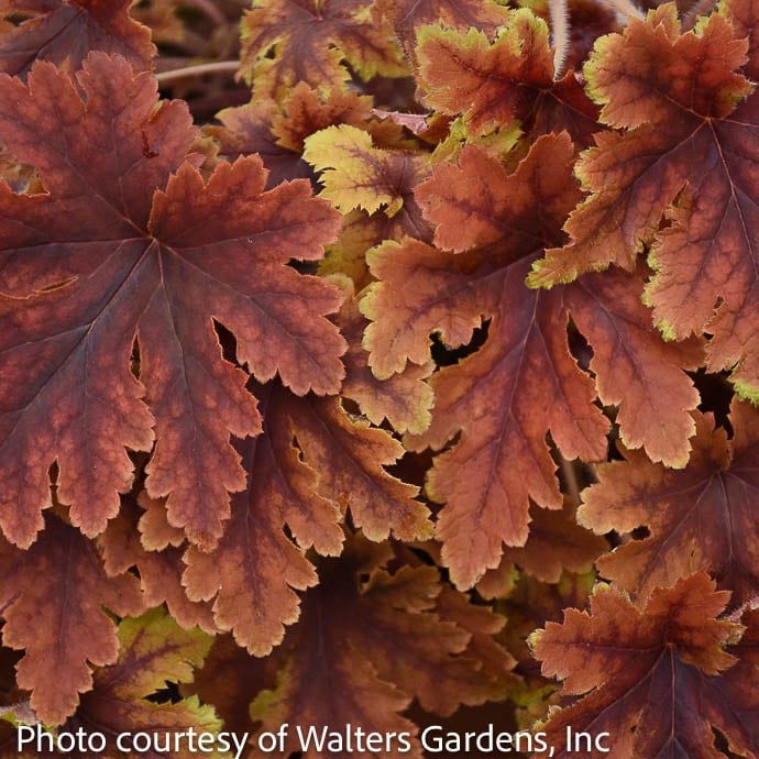#1 Heucherella Copper King/ Foamy Bells