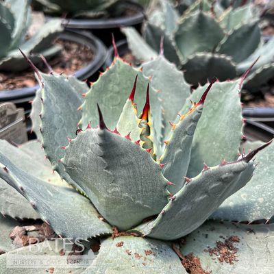 アガベ Agave parryi 'J.C. Raulston' 110 Agave parryi 'J.C. Raulston' | J.C. Raulston Century Plant