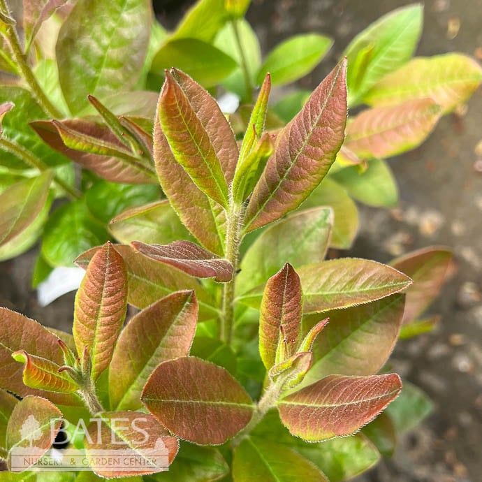 #1 Rhododendron x Appalachian Gold/ Deep Yellow Azalea Deciduous