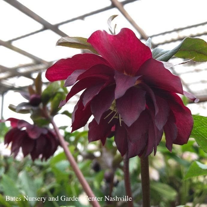#1 Helleborus Winter Jewels &#39;Red Sapphire&#39;/ Lenten Rose