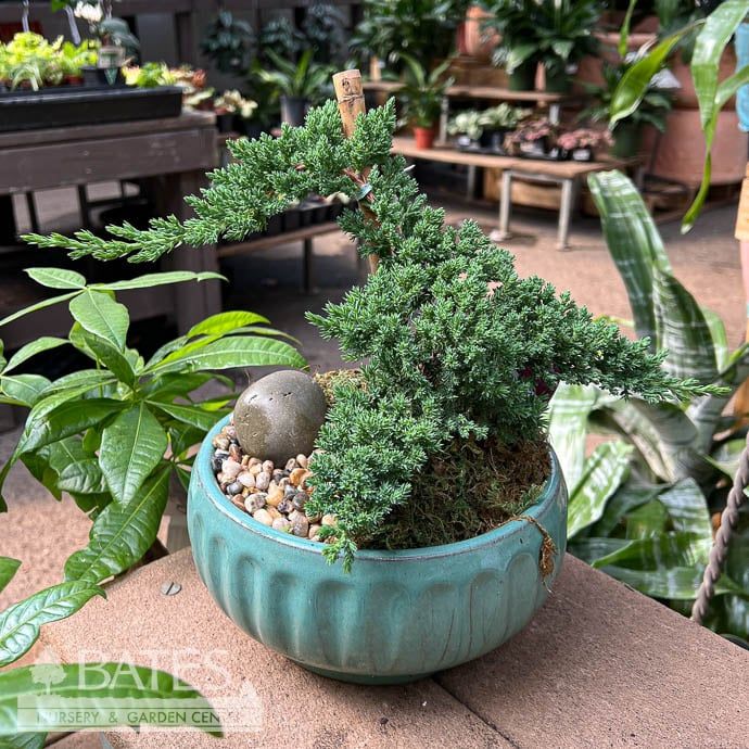 6p! Bonsai Plant Exotic Garden Cassidy /Tropical