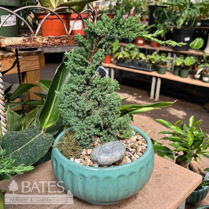 6p! Bonsai Plant Exotic Garden Cassidy /Tropical