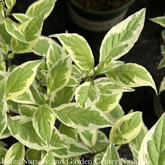 #6 Cornus alba Ivory Halo/ Variegated Tatarian Red Twig Dogwood
