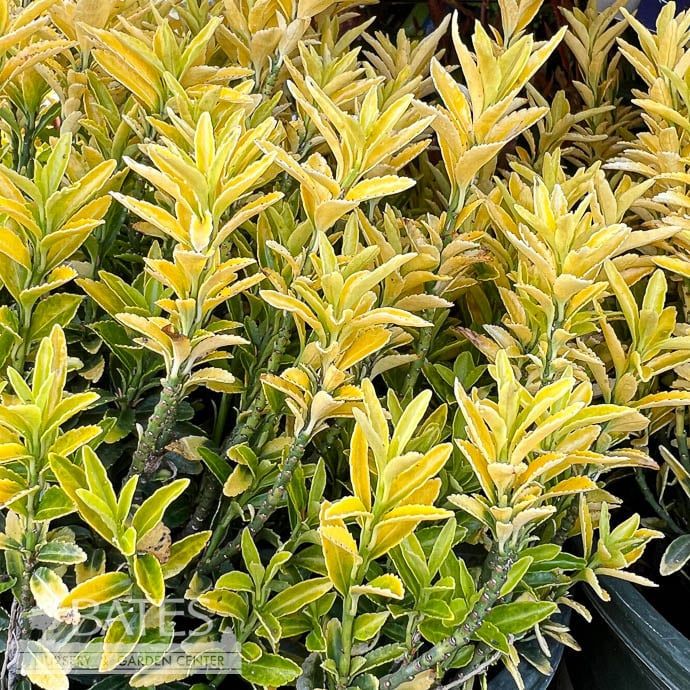 #2 Euonymus japonicus Happiness/ Dwarf Wintercreeper