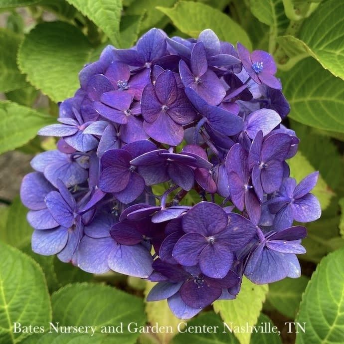 #3 Hydrangea mac Endless Summer &#39;Summer Crush&#39;/ Bigleaf Repeat