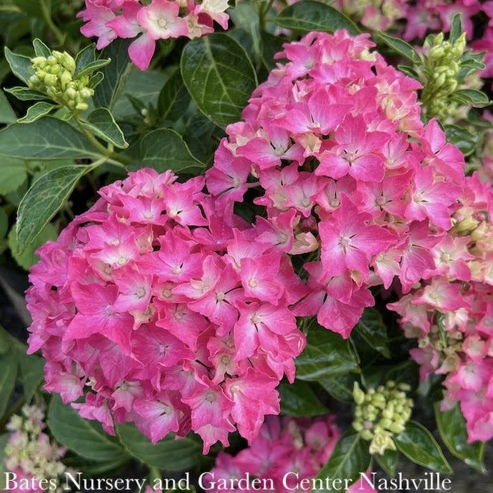 #2 Hydrangea mac Pink Elf / Bigleaf/ Dwarf Mophead Rose to Pink