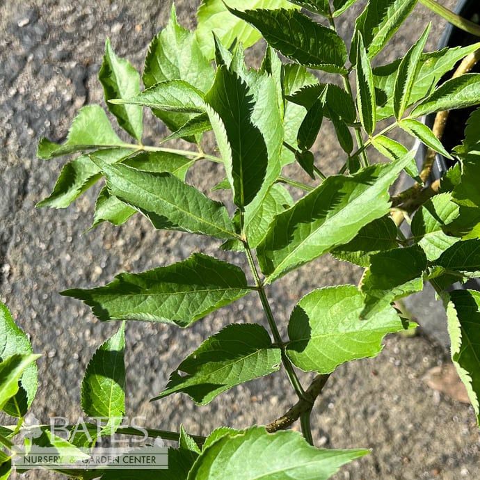 Edible #3 Sambucus nigra Samyl/ Elderberry Native (TN)