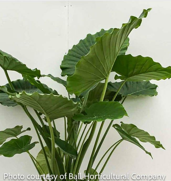 Tropical 10P Alocasia California/ Elephant Ear