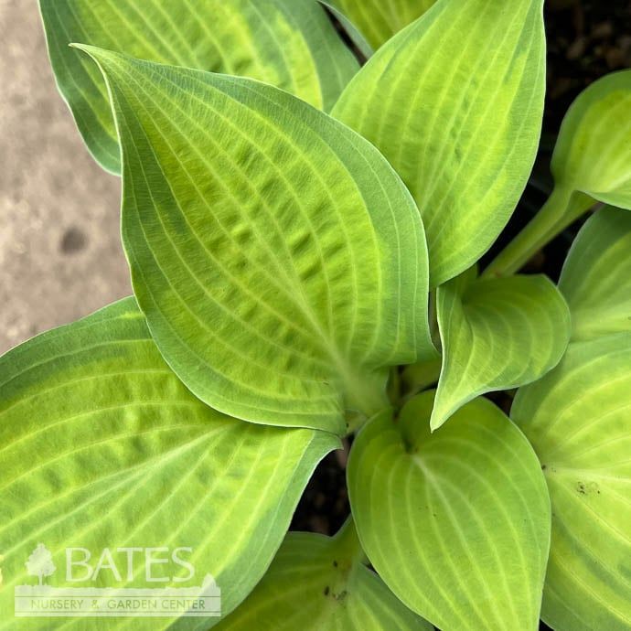 #1 Hosta Beach Boy/ Variegated Blue, Yellow