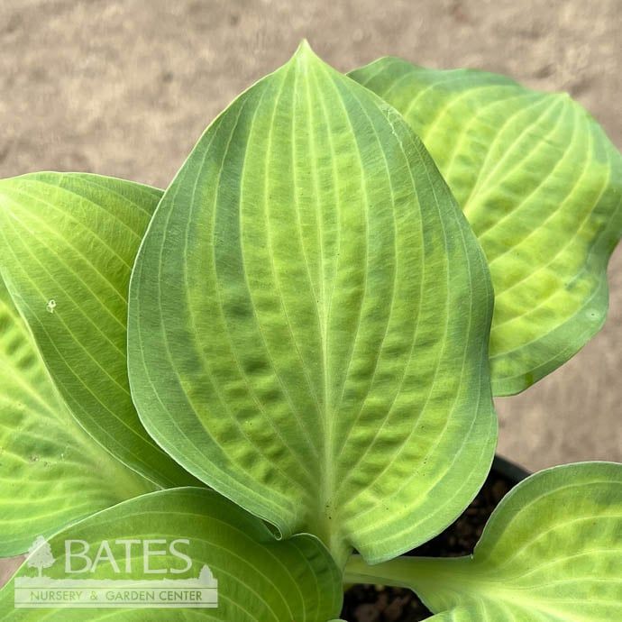 #1 Hosta Beach Boy/ Variegated Blue, Yellow