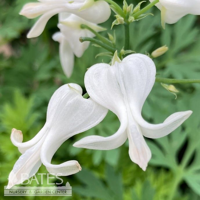 #1 Dicentra Amore &#39;Titanium&#39;/ White Fernleaf Bleeding Heart Ephemeral