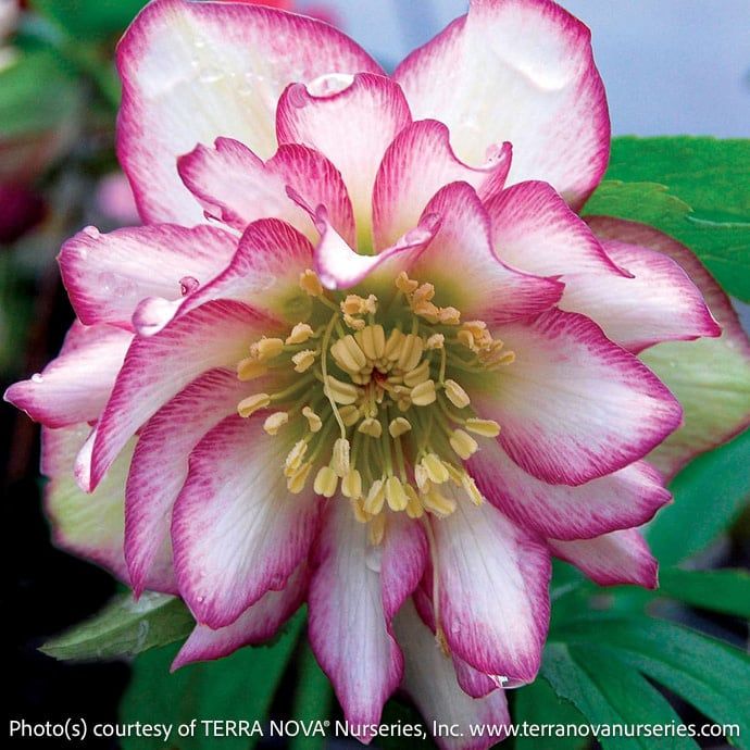 #1 Helleborus Winter Jewels &#39;Rose Quartz&#39;/ Lenten Rose