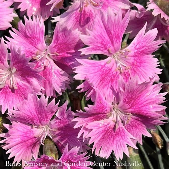 #1 Dianthus Everbloom &#39;Watermelon Ice&#39;/ Pink