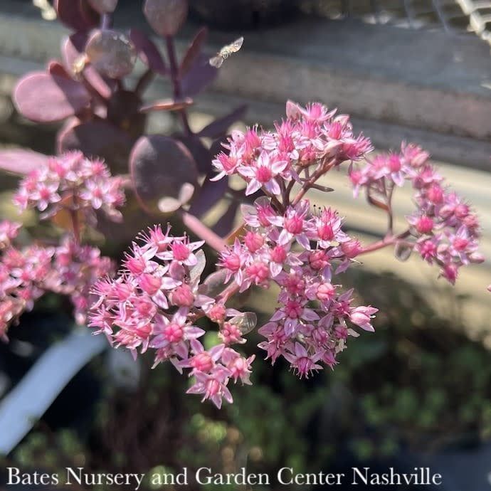 QP Sedum x SunSparkler &#39;Cherry Tart&#39;/ Stonecrop