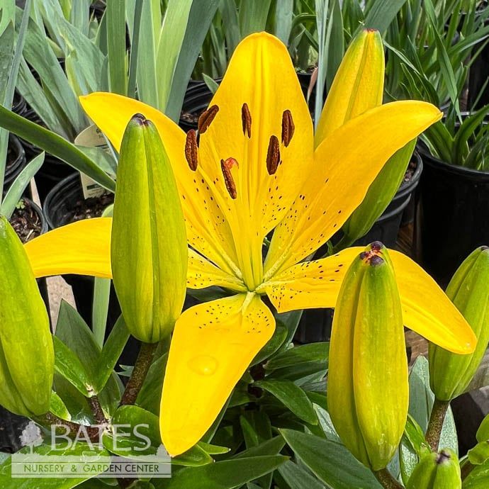 #1 Lilium FantAsiatic &#39;Yellow&#39;/ Asiatic Lily