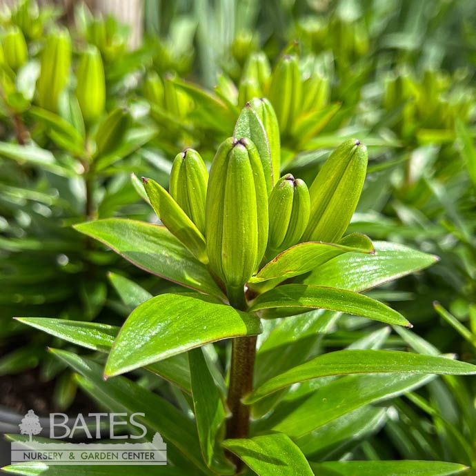 #1 Lilium FantAsiatic &#39;Yellow&#39;/ Asiatic Lily