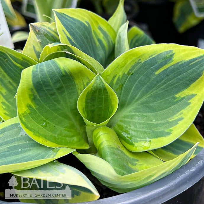 #1 Hosta Bedazzled/ Variegated Blue, Gold