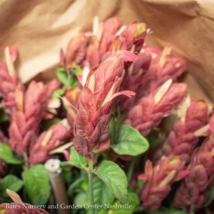 Tropical 10p!/#3 Shrimp Plant BUSH Form