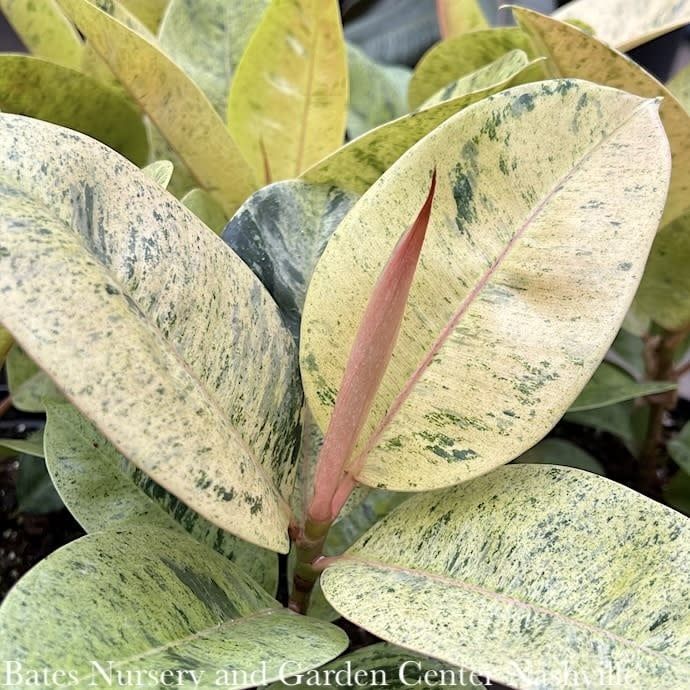 10p! Ficus Shivereana / Moonshine  /Tropical