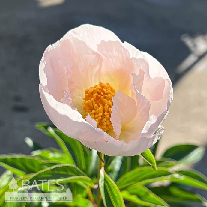 #1 Paeonia lactiflora Krinkled White/ Peony