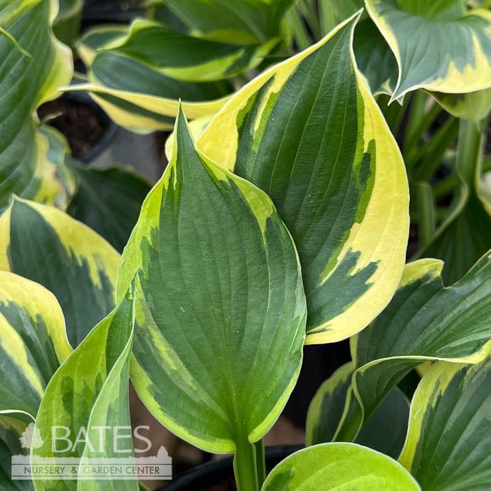 #1 Hosta Twilight/ Green, Yellow Variegated