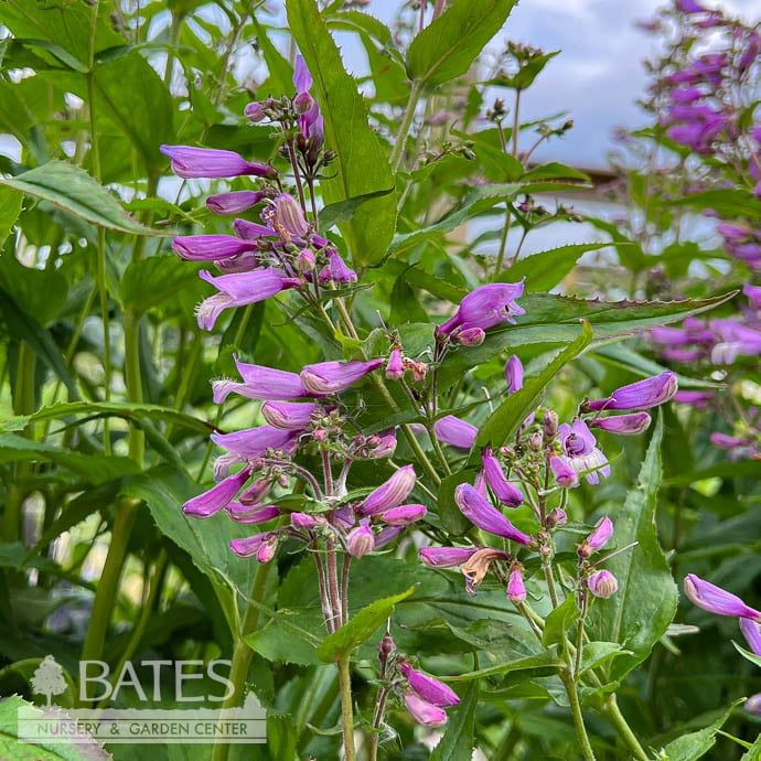 #1 Penstemon x Nova &#39;Twilight&#39;/ Purple Beardtongue
