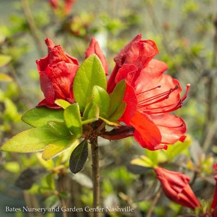 #3 Azalea x Girard&#39;s Hot Shot/ Red-Orange