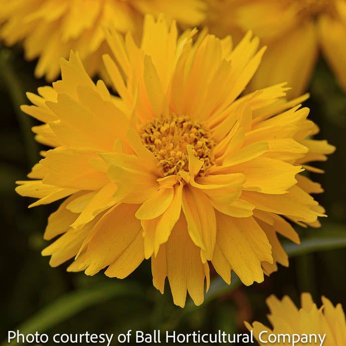 #1 Coreopsis grand Double the Sun/ Tickseed