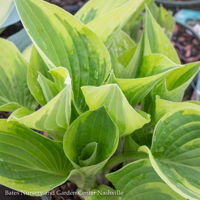 #1 Hosta x Wide Brim/ Blue-Green w/ Cream