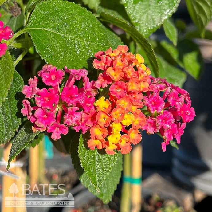 Tropical Topiary Patio Tree #1s Lantana Teenie Genie/ Pink, Yellow - No Warranty