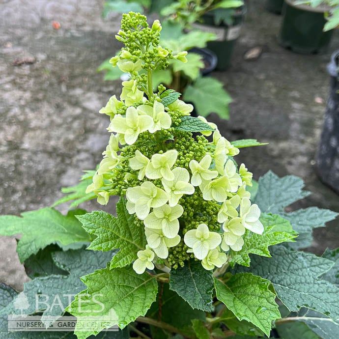 #2 Hydrangea quer Queen of Hearts/ Oakleaf Native (TN)