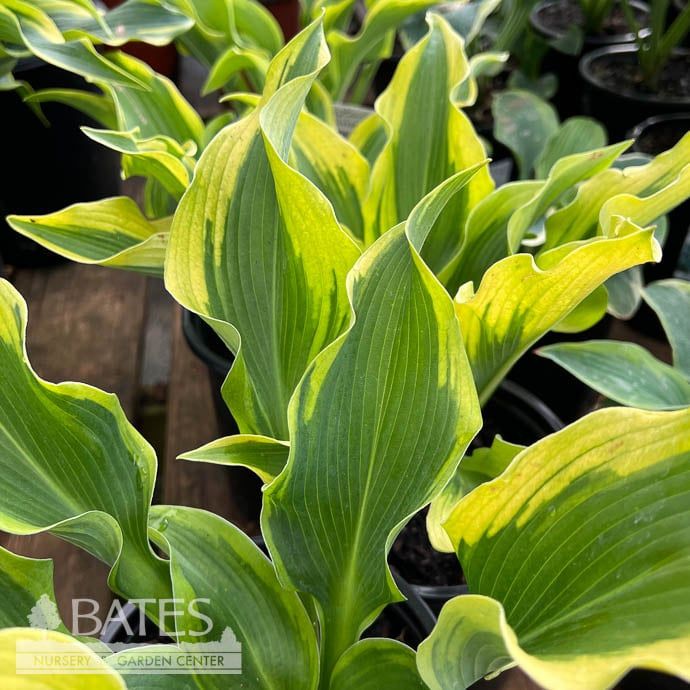 #2 Hosta Atlantis/ Green, Yellow Variegated