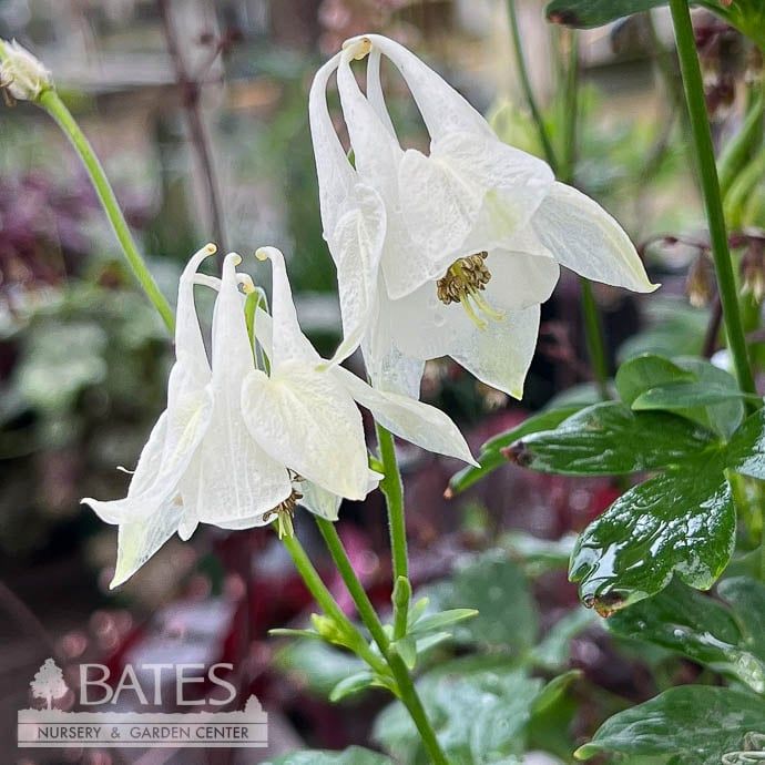 #1 Aquilegia vulg alba Munstead White
