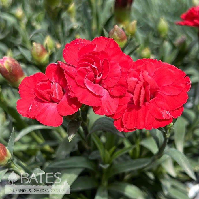 #1 Dianthus cary SuperTrouper &#39;Scarlet&#39;/ Red