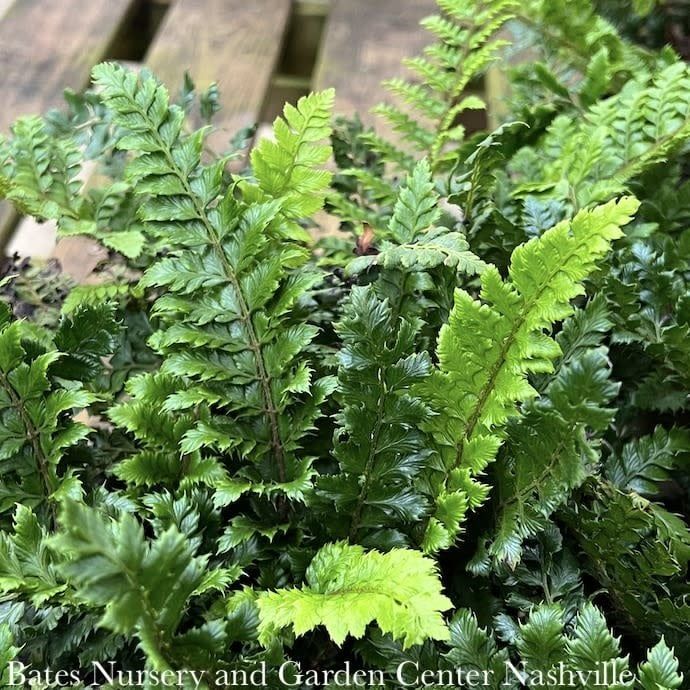 #1 Polystichum polyblepharum/ Japanese Tassel Fern
