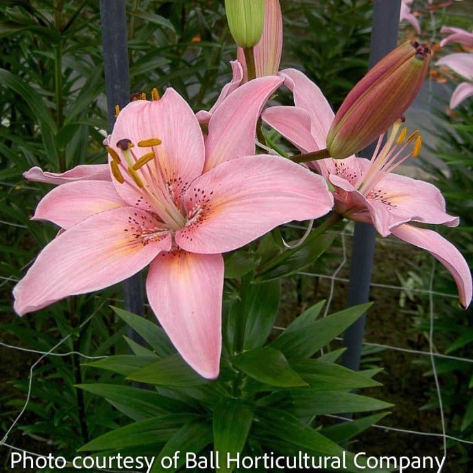 8P Lilium FantAsiatic &#39;Pink&#39;/ Asiatic Lily