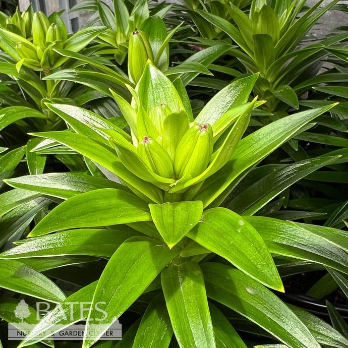 8P Lilium FantAsiatic &#39;Pink&#39;/ Asiatic Lily