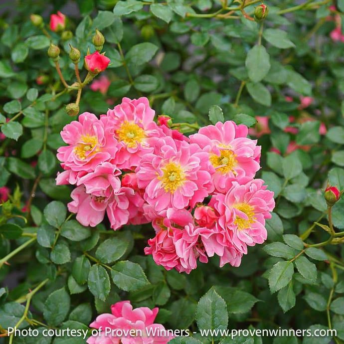 #3 Rosa PW Oso Easy &#39;Double Pink&#39;/ Rose - No Warranty
