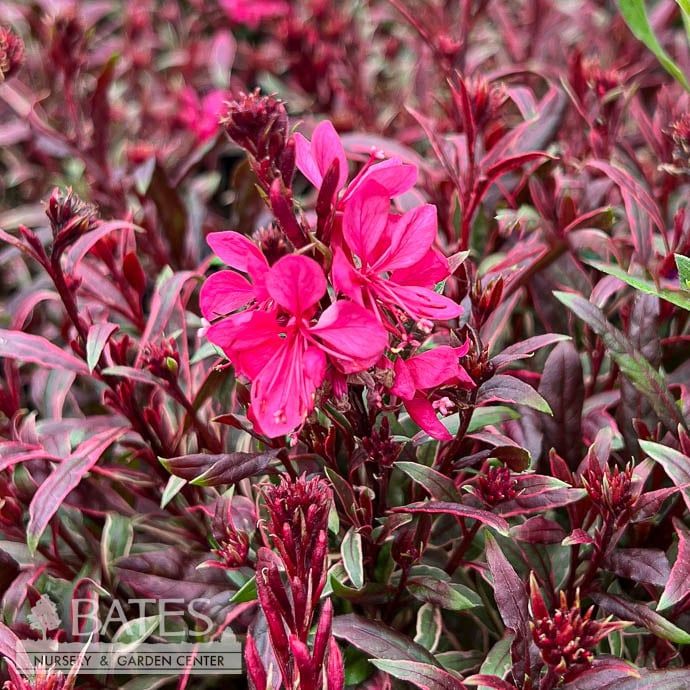 #1 Gaura lin Graceful Magic/ Dark Pink