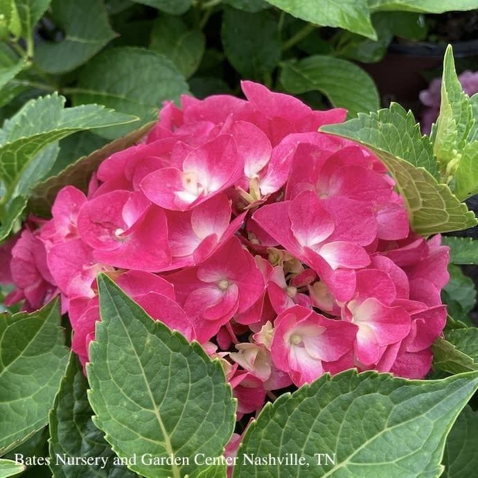 #3 Hydrangea mac PW Wee Bit Giddy/ Bigleaf/ Dwarf Red Mophead