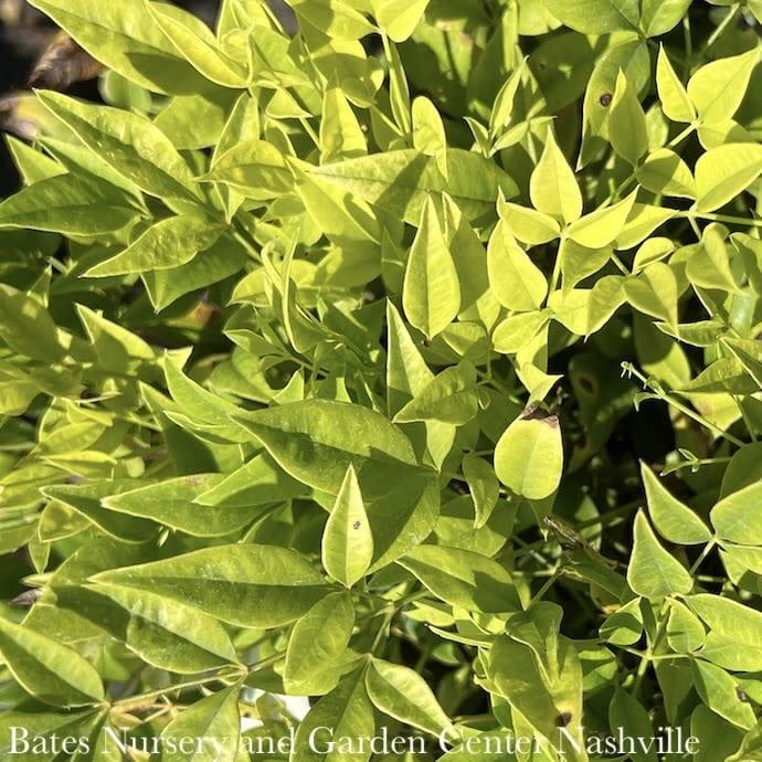 #1 Nandina dom FE Cool Glow &#39;Lime&#39;/ Heavenly Bamboo