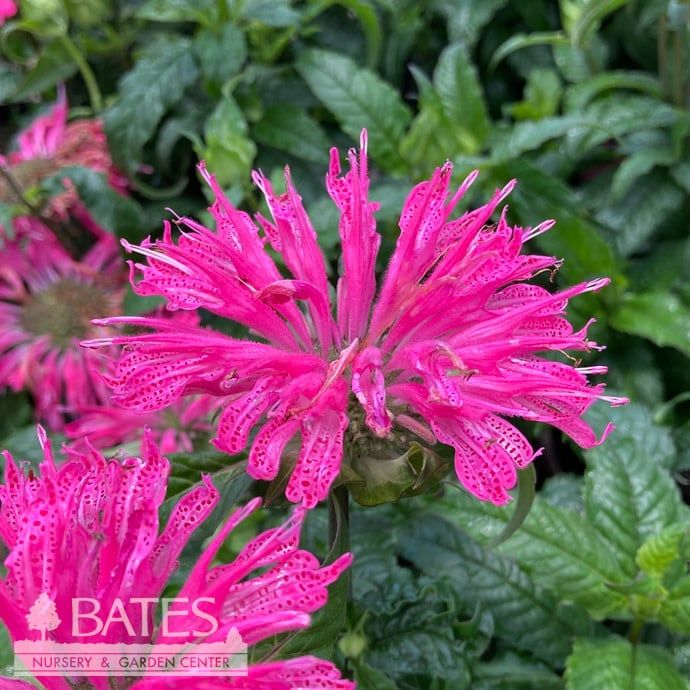#1 Monarda x Electric Neon Pink/ Beebalm