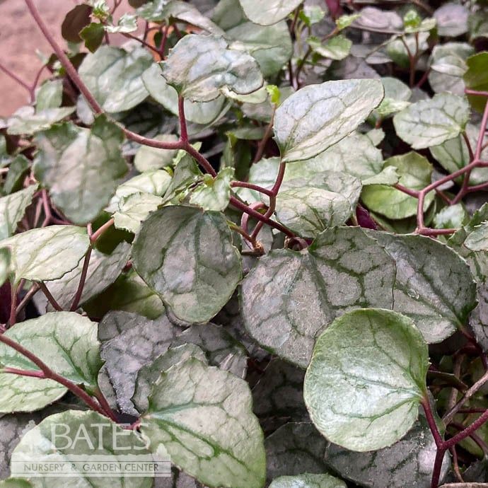 4p! Senecio Bryonifolius /Flowering Ivy Succulent /Tropical