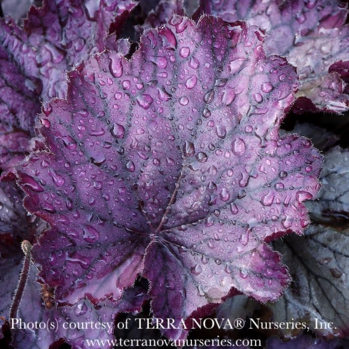 #1 Heuchera x rich Northern Exposure &#39;Purple&#39;/ Coral Bells