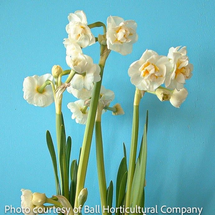 Bulb Daffodil/Narcissus Bridal Crown/ Double/ White w/Yellow center 7/pk